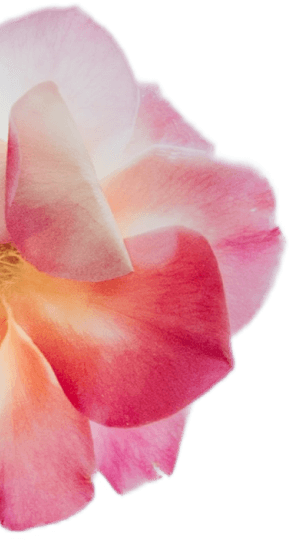 brightening-gel-creme-flower-1-1-1.png